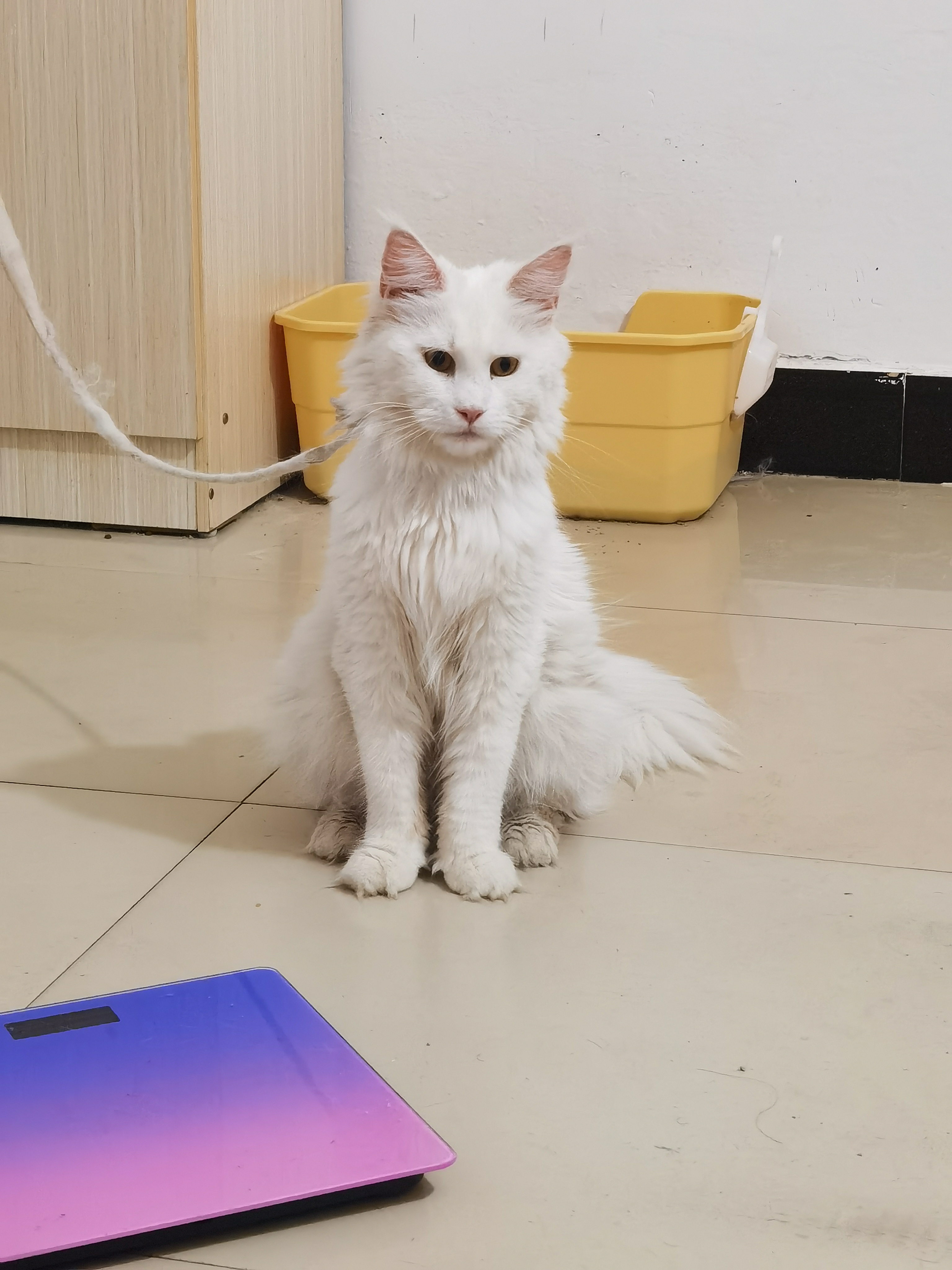 纯白缅因猫
